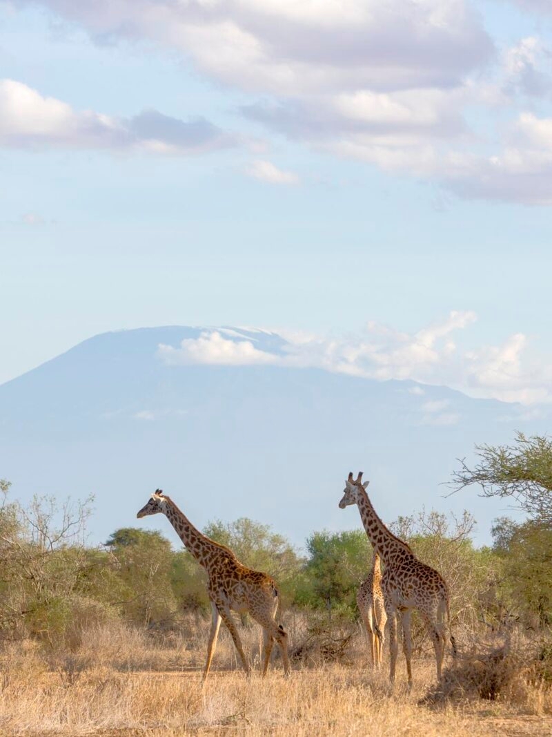 Luxury Kenya Safari Tours - African landscape. Giraffes in front of Kilimanjaro. Porini Amboseli.