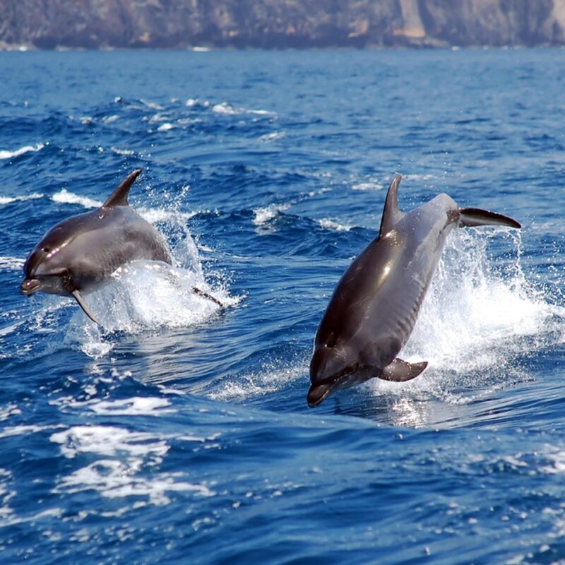 Two dark dolphins leaping out of the deep blue ocean water, a wonderful sight on luxury Spain tours.