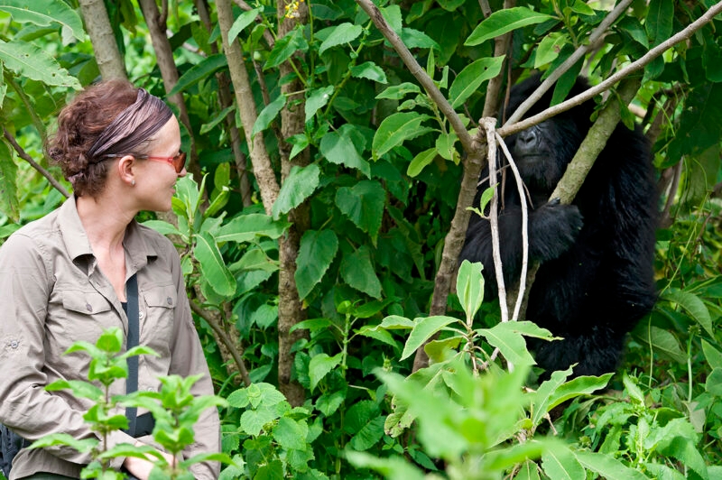 A woman looks toward a black gorilla that is partially hidden behind green leaves and branches.