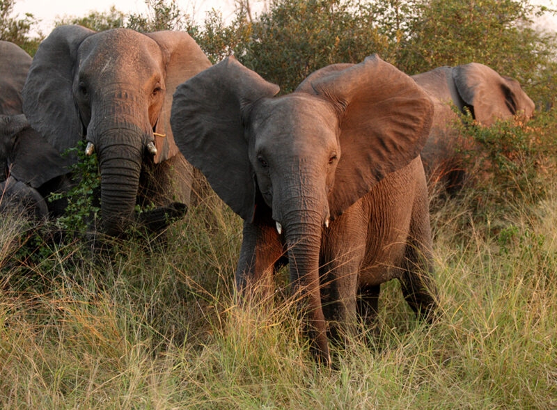 Close-up of several elephants walking through high grass and bushes.