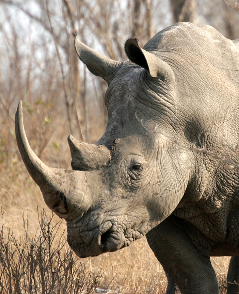 Close-up side profile of a rhinoceros with two large horns in a dry, grassy field.