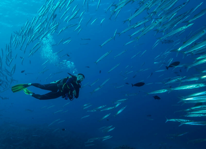 A scuba diver swims amongst a dense school of small, silvery fish in deep blue ocean water, a sight on luxury Indonesia vacations.