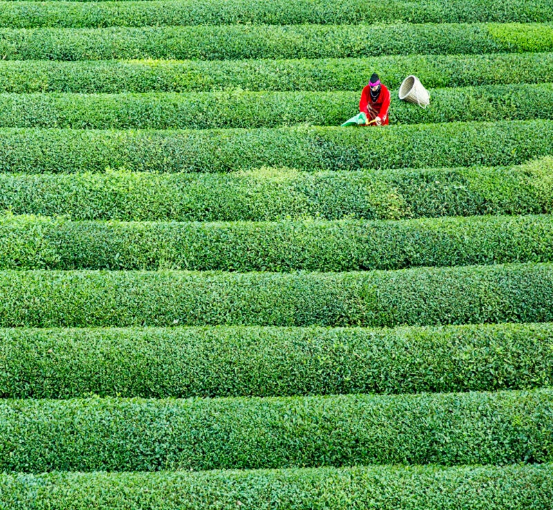 Aerial view of a worker in a green tea field during luxury South Korea tours.