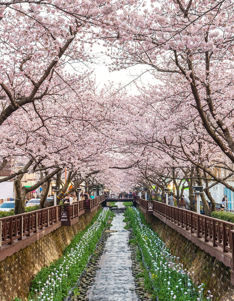 Cherry blossoms over a canal with white flowers during luxury South Korea holidays.