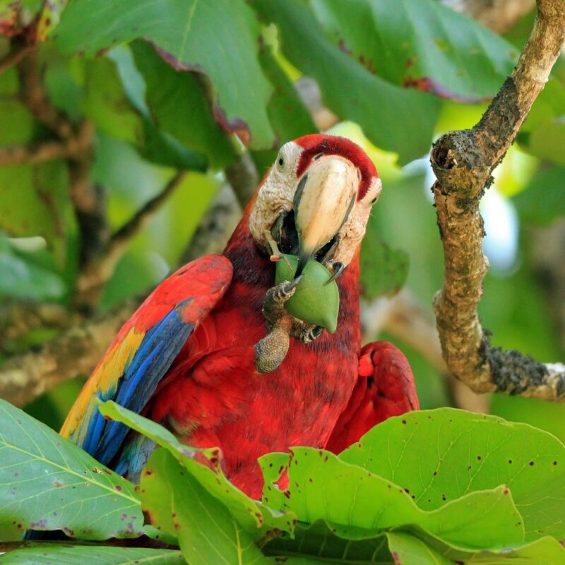 A scarlet macaw parrot eating fruit