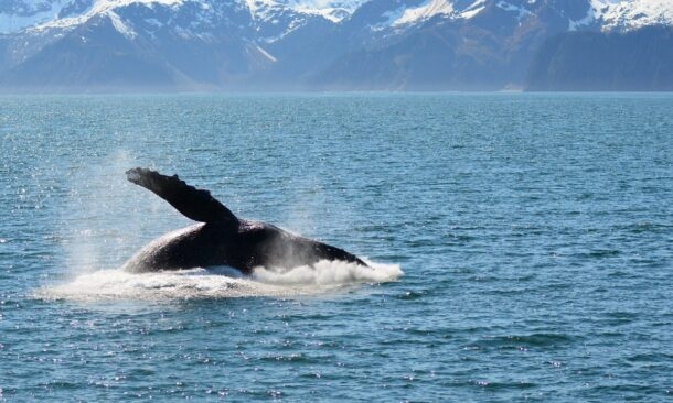 Whale watching in Iceland
