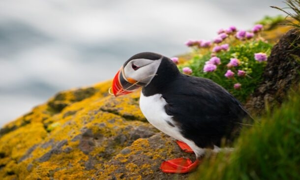 Spot puffins