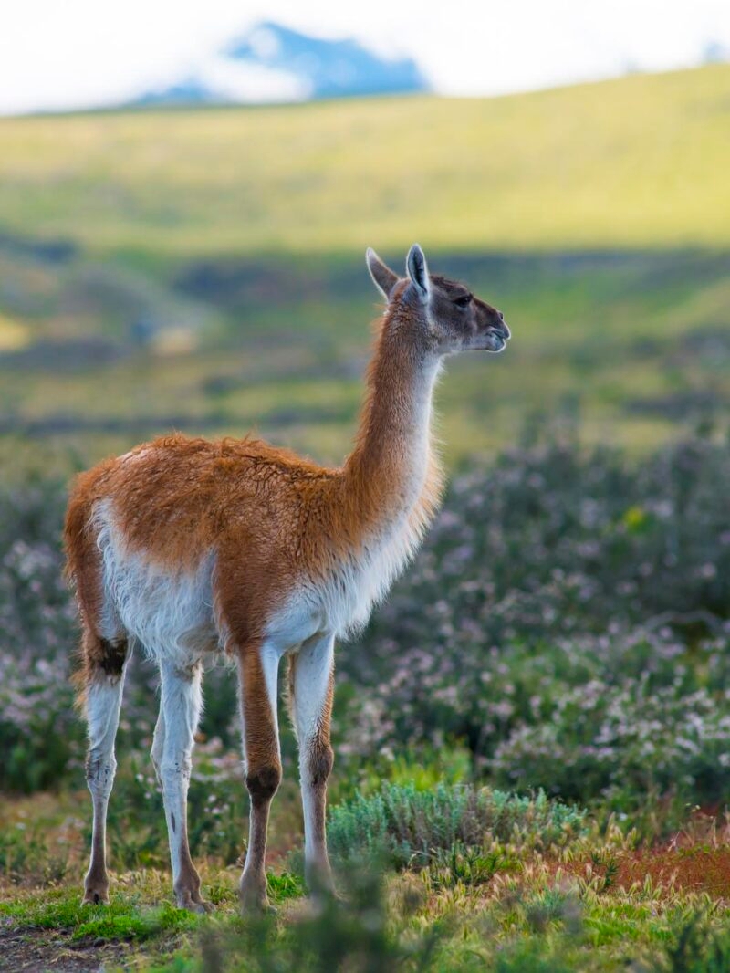 Guanaco in Torres del Paine National Park, Chile