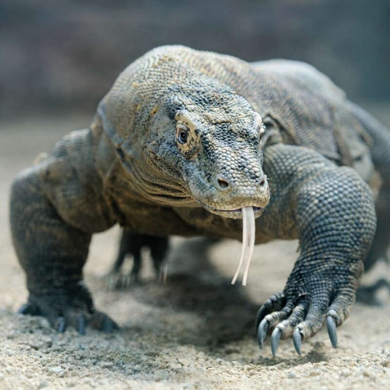 A Komodo dragon walking with its tongue out during luxury Southeast Asia vacations.