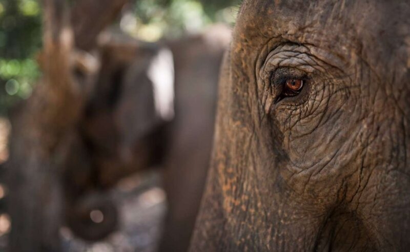 Close-up of an elephant's eye and skin during luxury Southeast Asia holidays.
