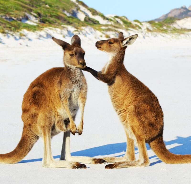 Western Gray Kangaroo Mother and its Young cuddling on a Beach, Lucky Bay, Cape Le Grand National Park, Australia