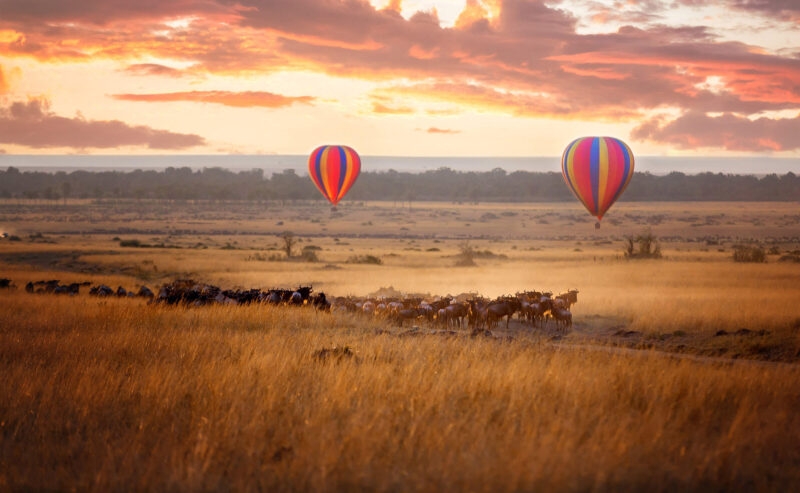 Luxury Africa Safari - Sunrise over the Maasai Mara, with a pair of low-flying hot air balloons and a herd of wildebeest below in the typical red oat grass of the region. In Kenya during the annual Great Migration.