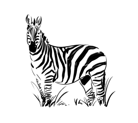 Safari expertise illustration image