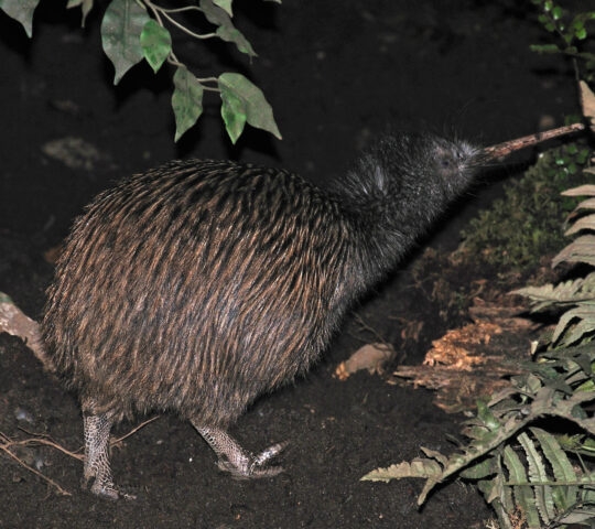 North Island brown kiwi, Apteryx australis,in natural bush setting, New Zealand