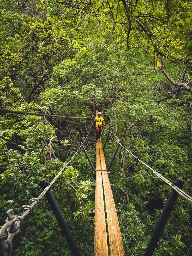 highland walkway in the jungle canopy