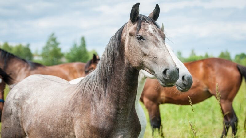 A grey horse in focus with others grazing in the background on a sunny day.