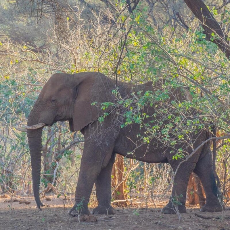 A large African elephant in a clump of trees in the Kruger National Park in South Africa