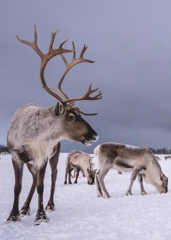 Two reindeer stood in the snow