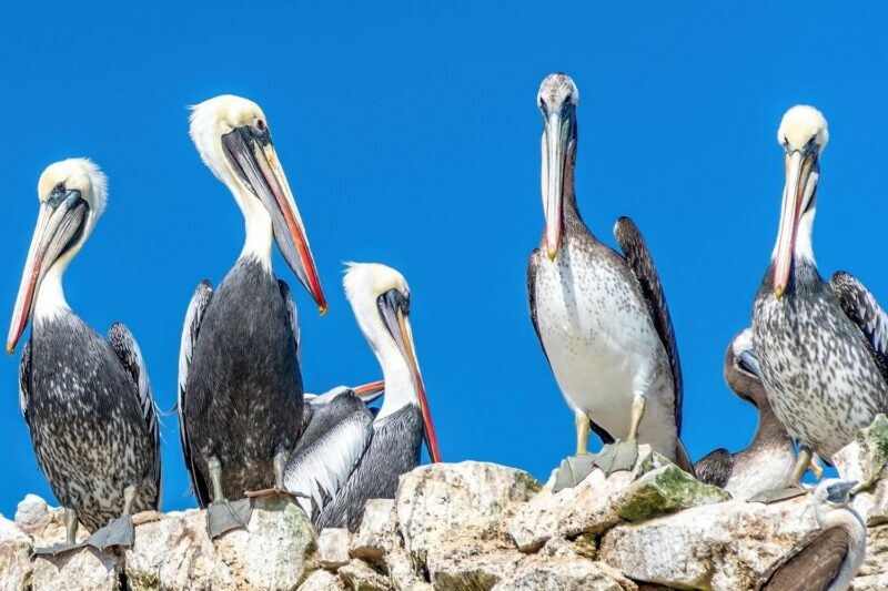 A group of pelicans perched on a rocky outcrop against a clear blue sky.