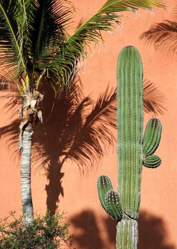 Desert plants against an orange wall at Los Cabos, Mexico