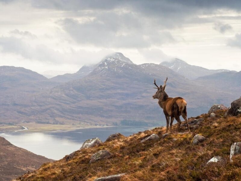 Wild stag, Scottish highlands