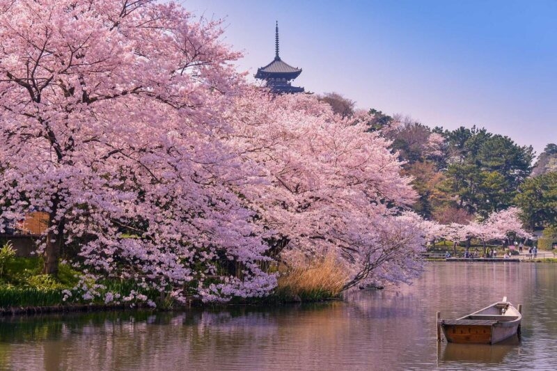 Cherry blossoms in Japan Tokyo