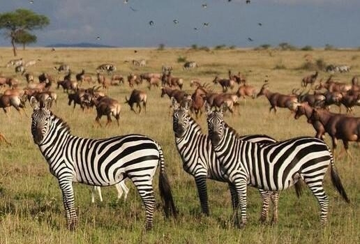 zebra herds roaming the vast plains of Singita Grumeti in Tanzania