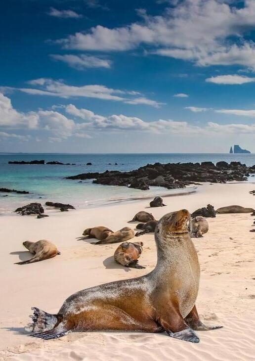 Playful sea lions basking on the white sands of the Galápagos Islands