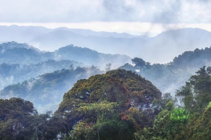 Tropical rainforest of Nyungwe National Park,Rwanda Africa, Backgrounds, Black Color, Dark, Fog, Horizontal, Morning, National Landmark, Nature, No People, Outdoors, Overcast, Photography, Rwanda, Sky, Travel Destinations, Tropical Climate, Tropical Rainforest, Tropical Tree, forest, landscape, landscapes, mist, mountain, mountains, national, park, rainforest, tree, trees, volcanoes Tropical rainforest of Nyungwe National Park,Rwanda. Rwanda family trip gorilla trekking
