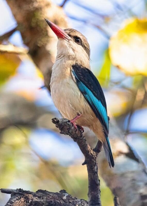 Brown-hoods KIngfisher, Gorongosa Mozambique.