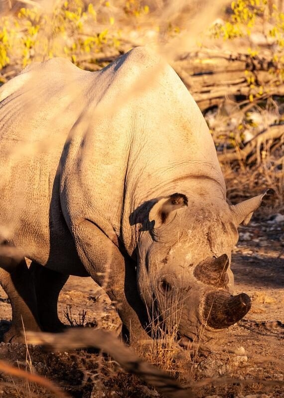 A black Rhinoceros Browsing in the Bushes of Etosha National Park Zambia