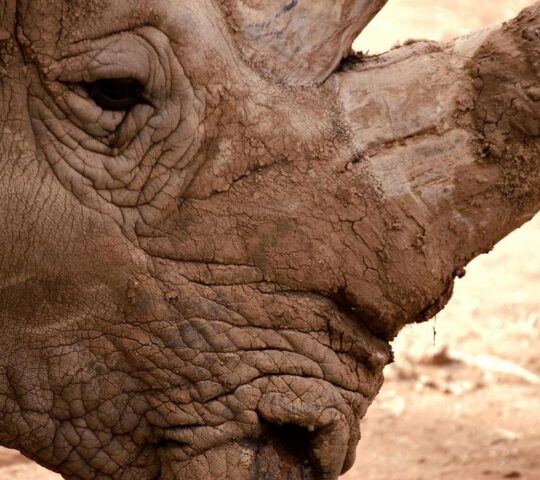 close up image of a rhino's face in Botswana