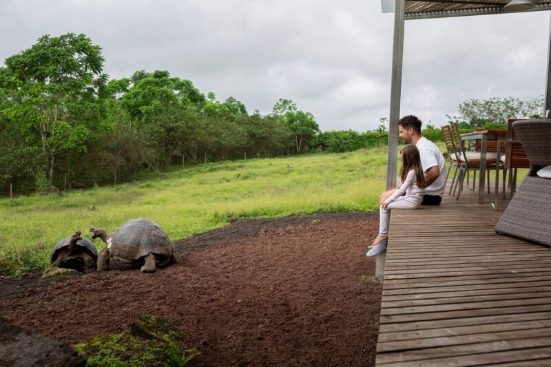 A father and daughter sitting on a deck watching two giant tortoises in the garden
