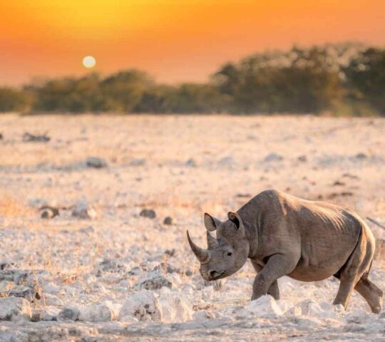 A lone black rhino walks across a dry, rocky plain in Etosha National Park