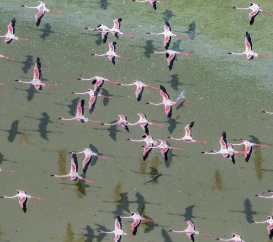 Aerial view of pink flamingos flying in formation over shallow green water casting clear shadows.