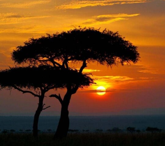 Silhouette of an acacia tree against a bright orange and red sunset sky over an open plain.