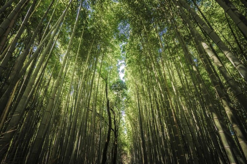 Low angle view looking up at tall green bamboo stalks towering toward a dense leafy canopy in Arashiyama, Kyoto.