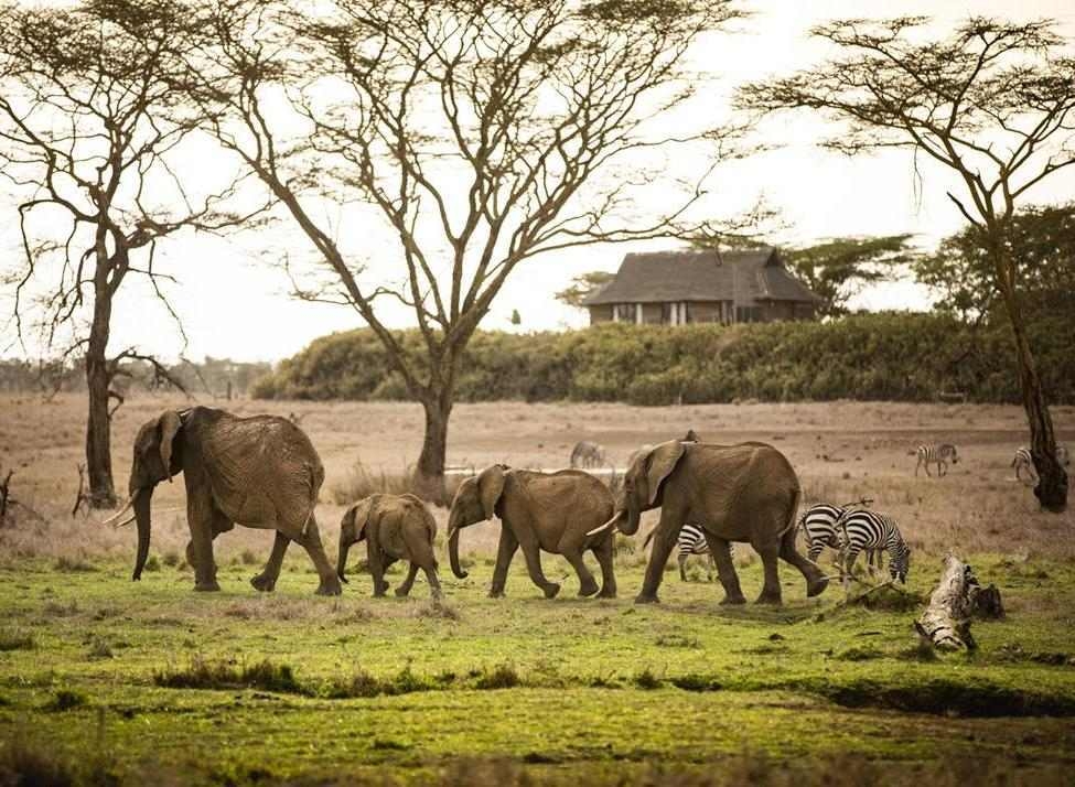 Elephants and zebras walking across a field with acacia trees and a thatched-roof building in the background.