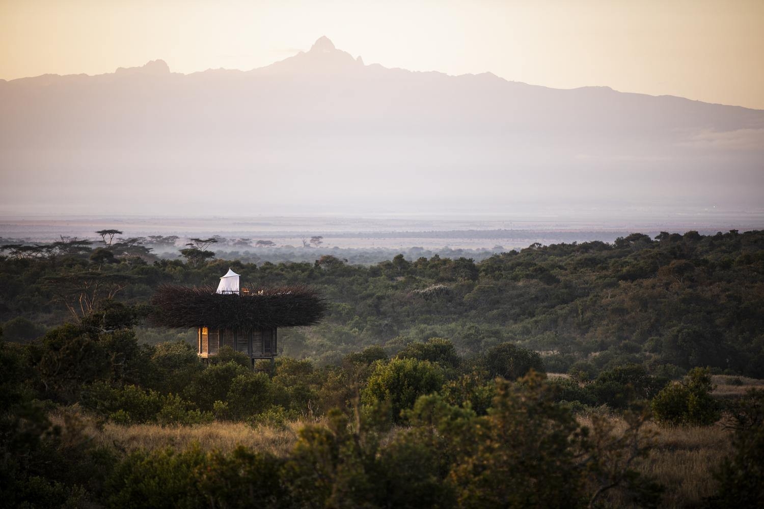 Elevated bird's nest structure amidst a green forest, with a large mountain silhouette rising in the background.