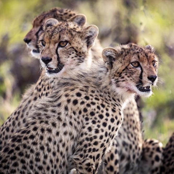 Three spotted cheetahs sitting together and looking attentively in the same direction outdoors.