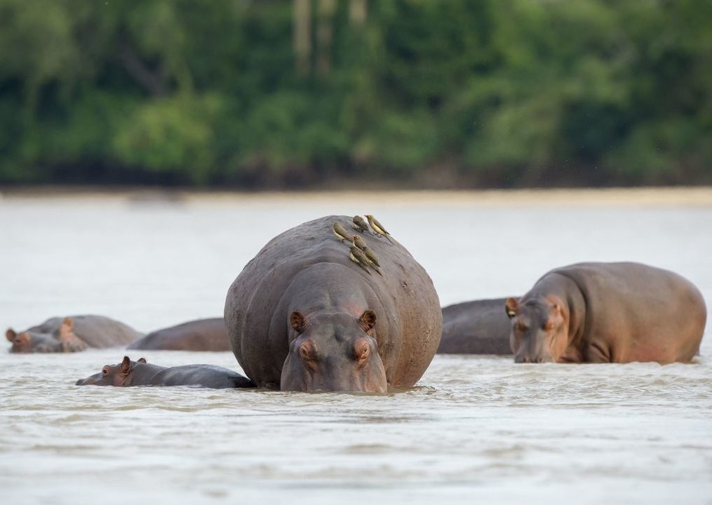 A group of hippos emerging from the Rufiji River.