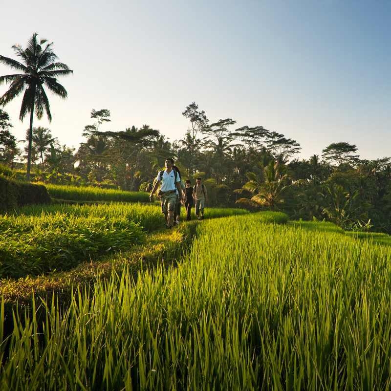 A group of people walking along a trail through lush green rice fields lined with tropical trees under a clear sky.