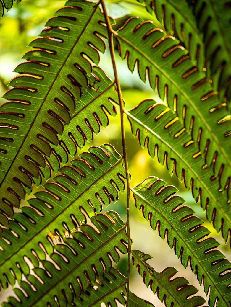 Close-up of green fern leaves showing detail for a positive impact.