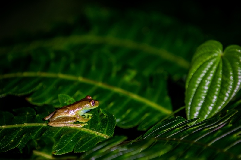 A close up of a frog.