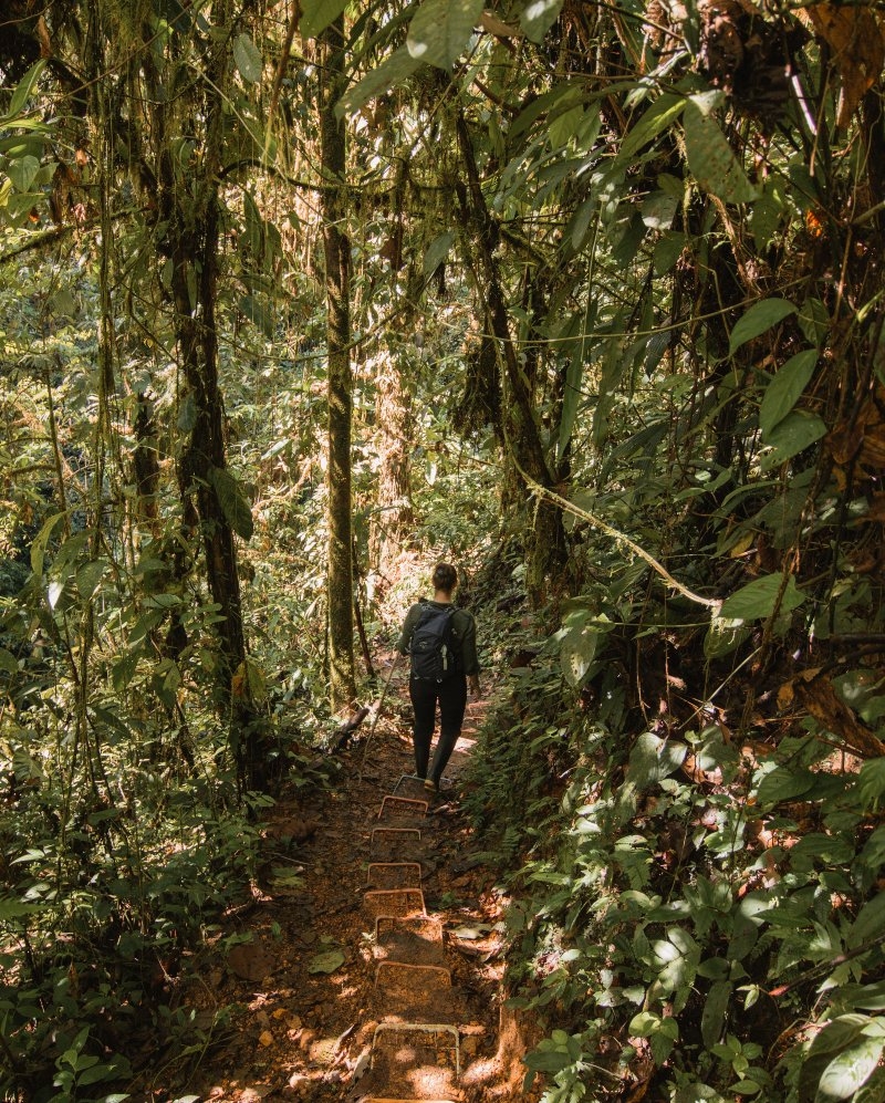 A person hiking through forest.