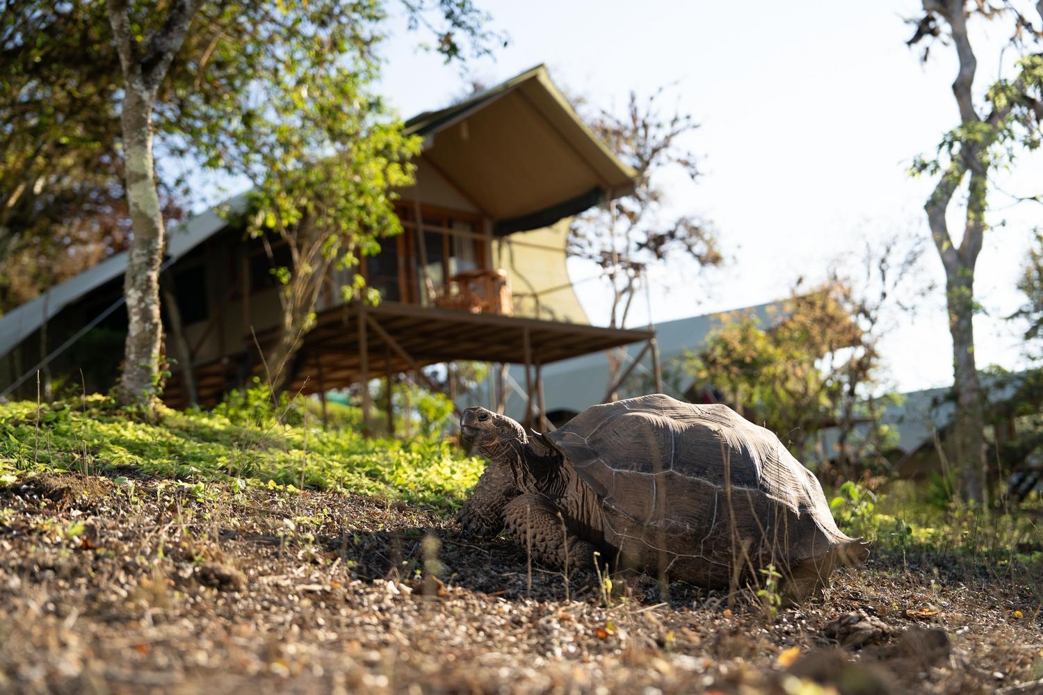A giant tortoise walks on a grassy slope near trees with a wooden safari tent structure in the background.