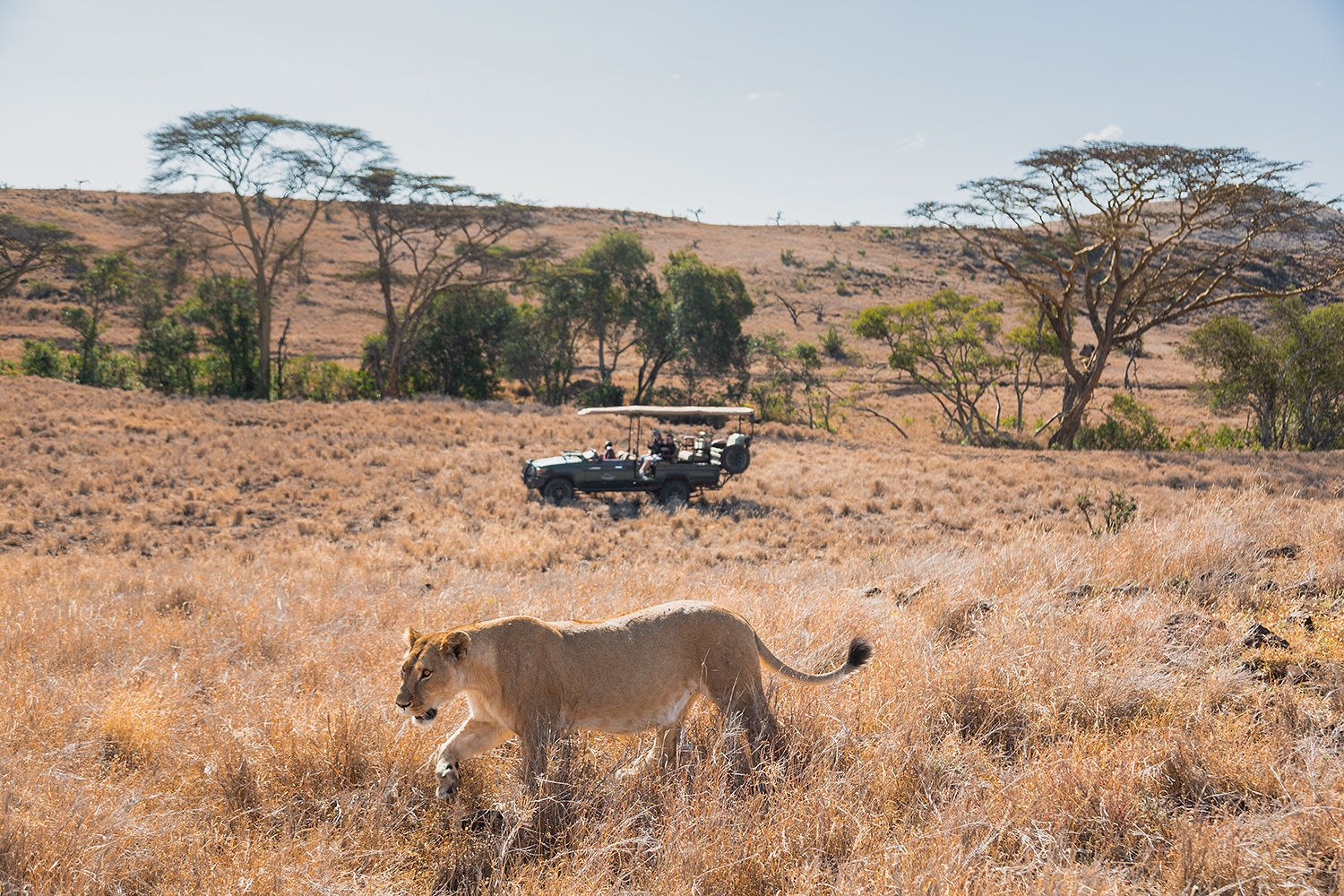 A lioness walking through dry golden grass with a safari vehicle and tourists in the background.