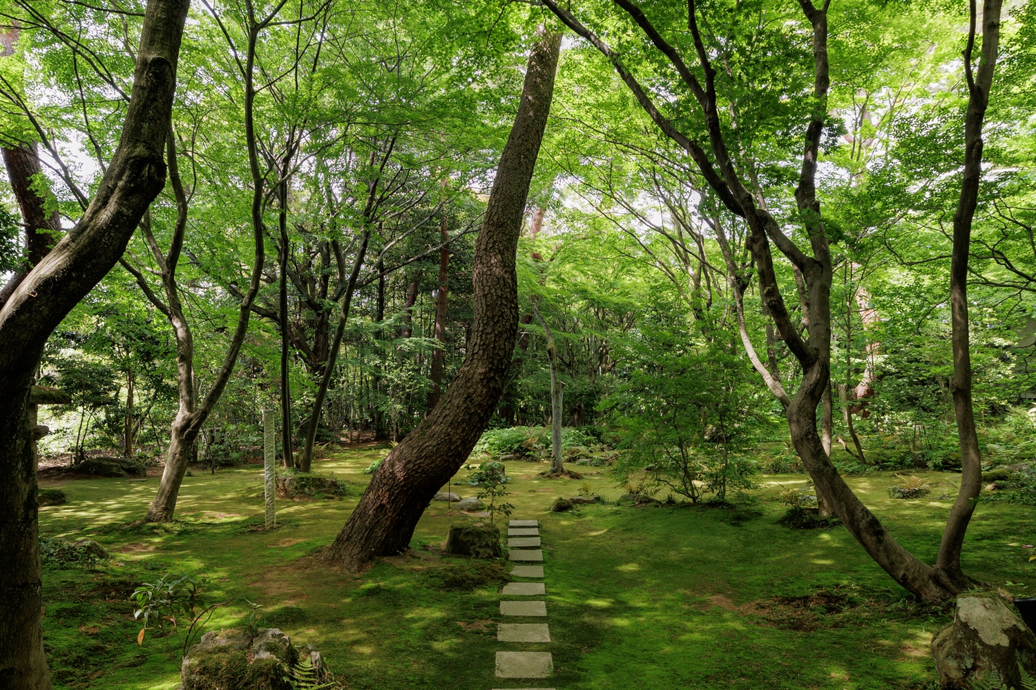 A stone path winds through a vibrant, mossy forest garden at Beniya Mukayu under a canopy of lush green trees.