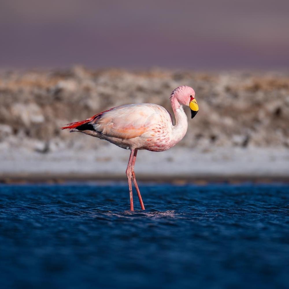 A pink flamingo with a distinctive yellow and black beak stands in blue water with a rocky shore behind it.