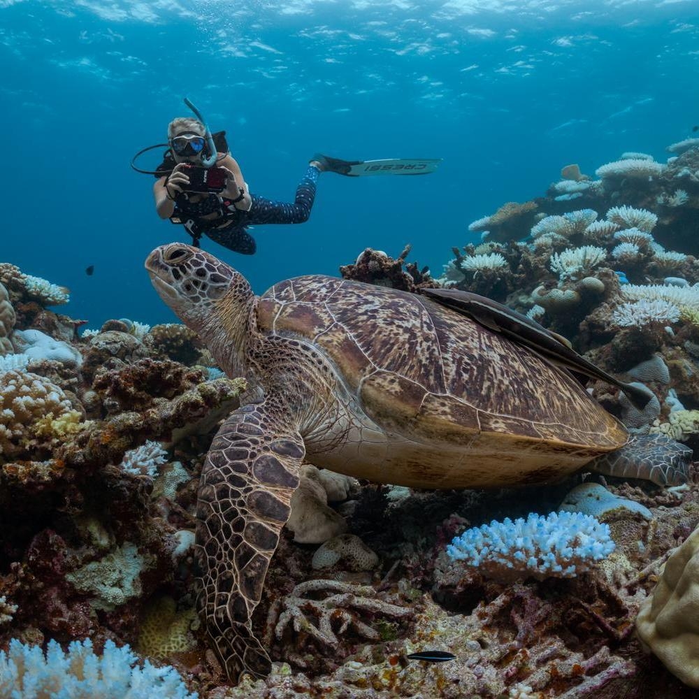 A turtle spotted while snorkelling at Six Senses Laamu